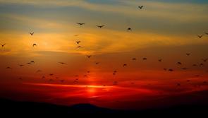 Longer days ahead for Carlow as sunset stretches to 5:30pm