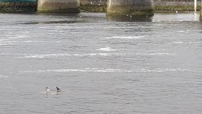 WATCH: Rare sight as pod of dolphins swim down Limerick's River Shannon 