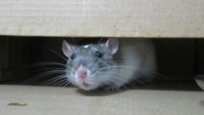 Caution issued to homeowners and businesses as threat of rats on the rise 