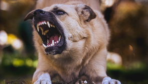 ISPCA warns dog owners to be 'on guard' as lambing season approaches