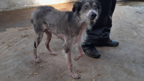 Elderly man guilty of animal cruelty and neglect allowed to continue keeping animals