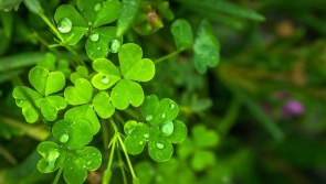 Pet owners urged to keep toxic shamrocks away from dogs and cats on St Patrick's Day