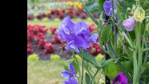 Local Carlow gardens set to feature on popular prime time RTÉ programme 