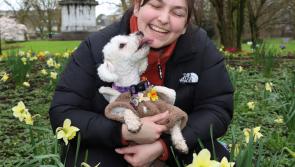 Irish woman recalls being diagnosed with cancer ahead of Daffodil Day