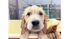 Irish Dogs for the Disabled issue appeal for puppy raisers