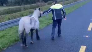 Gardaí respond to unexpected runaway in Kilkenny