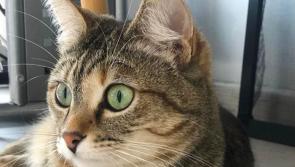 Carlow pet shop celebrates cats and responsible ownership this April
