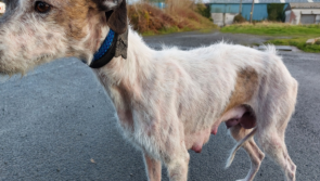 Couple guilty of animal cruelty offences banned from owning dogs for 5 years