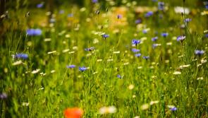 Carlow biodiversity groups receive funding of €85,000