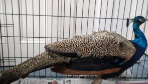 Fowl play? Gardaí appeal for owner of peacock found on the loose in Offaly