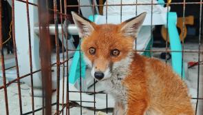 Garda&iacute; baffled as they find caged fox cub in shed during searches