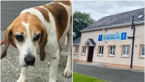 Carlow dog shelter makes urgent appeal for 'special' new home for elderly dog Benny 