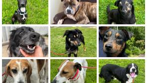 Carlow Dog Shelter seeking urgent homes for dogs as kennels are full 