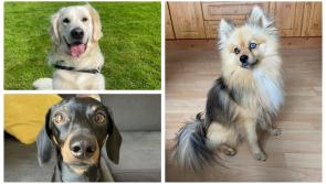 Carlow's top 3 cutest dogs for the final of the Nose of Tralee 2024