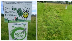Bagenalstown Gaels have become 'important player' All Ireland Pollinator Plan 2024
