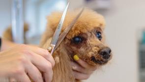 Local Carlow dog groomers selected in final for Dog Groomer of the Year South Leinster