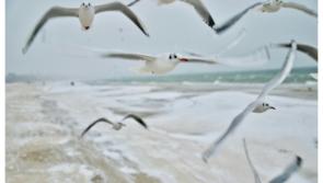Carlow public warned of 'aggressive behaviour and infection' from certain birds this Autumn 