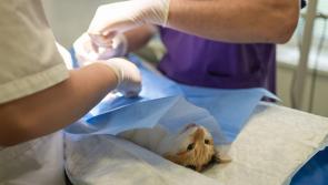 'You don't have to go to Dublin for everything'  - locations of new veterinary colleges confirmed