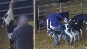 'Horrifying' - Viewers react to secret RTÉ footage of cattle facility showing calves 'beaten'