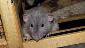 ALERT: Rats and mice invade Irish homes in their thousands amid major warning