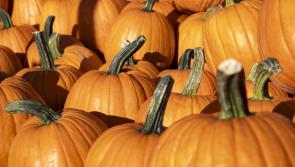 WHAT'S ON: Spooky fun for all this Halloween Bank Holiday weekend 