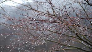 WEATHER: 'Limited dry spells' Daily Carlow forecast with wet weather shift for the weekend 