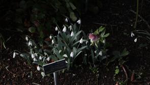 Altamont Gardens Welcomes Visitors to Experience the Beauty of Snowdrop Month 