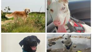 Carlow pup wins special award and shortlisted for national Golden Paw Award