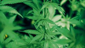 Gardai take away €137,000 worth of cannabis from former Chinese restaurant in Limerick