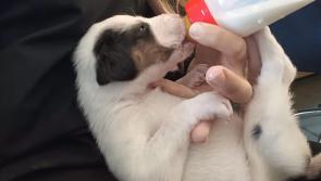 Litter of 12 puppies dumped in County Carlow woodlands, 1 survives 