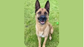 'The best news'- Carlow dog shelter sees dog adopted after waiting years for a new home