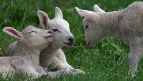 'Worrying' that dogs attacking farmer's livestock at record high during lambing season
