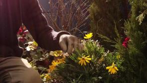 Would you like to feature in a garden design series on RTÉ? Here's your chance