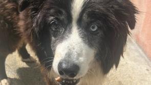 Rescue help sought for Clyde the elderly collie in Carlow/Kilkenny Dog Shelter