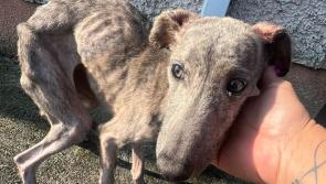 SHOCKING: Pup in appalling condition taken in by Kilkenny/Carlow Dog Shelter