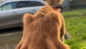 Dog found by Carlow shelter 'can barely stand, is covered in sores and crawling in fleas'