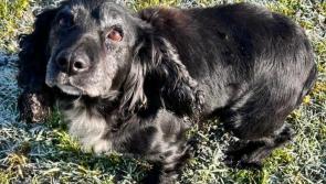 Owner sought as elderly spaniel is taken into the care of Carlow Kilkenny dog shelter
