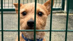 Heartbreaking! Dog abandoned after being left in to be groomed