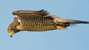 Vigilance urged as strain of avian flu discovered in bird in Ireland