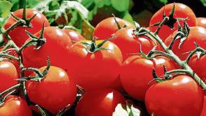FOOD RECALL: Batches of vegetable products pulled from shelves at Irish supermarket