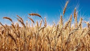 Scientists meet in Carlow to discuss 'how to produce more beer and whiskey per hectare'