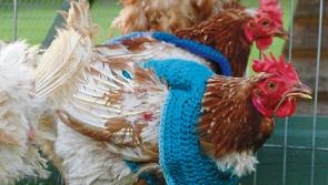 Carlow farmers! Bird flu alert after suspected outbreak at a poultry farm in Ireland