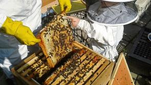 Gardaí investigating theft of beehives and native Irish bees