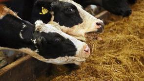 'An important income boost' - Fodder scheme payments begin for over 70,000 farmers