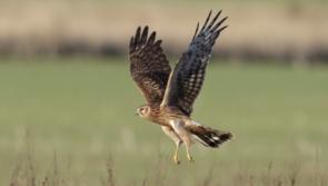 Carlow TD launches public consultation on Hen Harrier Threat Response Plan