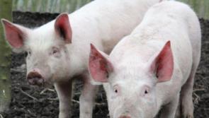 Carlow pig farmers begin receiving PEPS2 payments worth up to €100,000