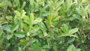 Carlow County Council outline obligation for landowners during Hedge Cutting Season