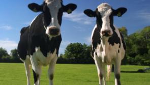 Looming Carlow fodder crisis 'unprecedented', says local IFA representative 