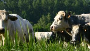 Carlow  TD encourages local farmers to take part in €20m beef pilot 