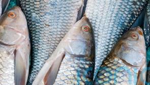 Eating fish twice a week linked to higher skin cancer risk, new US study reveals